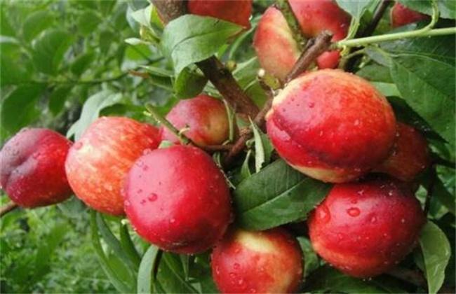 油桃的种植技术 - 水果种植 - 黔农网