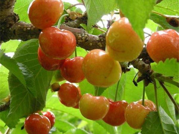 上海矮化佳红樱桃苗种植批发产品认证