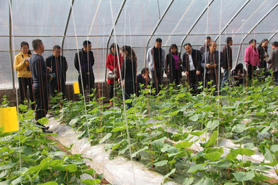 国家大宗蔬菜体系西安试验站 “新品种、新技术、新模式现场观摩会”在泾阳举行