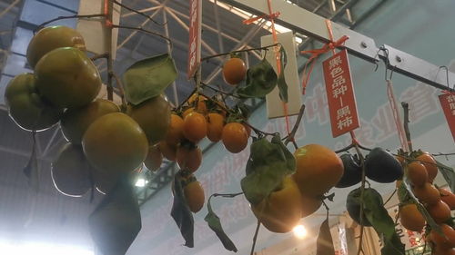 杨凌弄农高会,来自全国的各种水果,苗木也是让人眼花缭乱